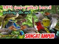 Download Lagu MP3 Suara pikat Burung kecil paling ampuh , tidak butuh waktu lama semua jenis burung berdatangan
