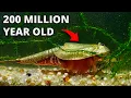 I Hatched 200 Million Year Old Living Fossils