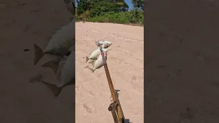 Catching dinner with hand made spear 🔱🐟