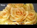 Meruňková růže AVALANCHE PEACH - Florea.cz