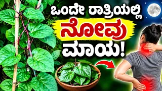 ಒಂದೇ ರಾತ್ರಿಯಲ್ಲಿ ನೋವು ಮಾಯ // ಈ ಗಿಡ ಸಿಕ್ಕರೆ ಬಿಡಬೇಡಿ // ಇದರ ಶಕ್ತಿ ತಿಳಿದರೆ ಶಾಕ್ //  ಬೇಲಿಯ plant benefit