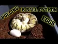 We Pulled 16 Ball Python Eggs