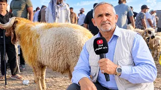 التجار الثگال"في سوق المواشي.. هذا ما حدث اليوم ! 😱