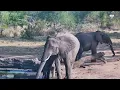 This Hyena Doesn't Seem Very Welcome Among the Elephants