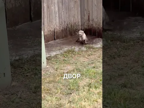 Отпустила пёсика не надолго 😂 #истории #история #новости #новость #shorts