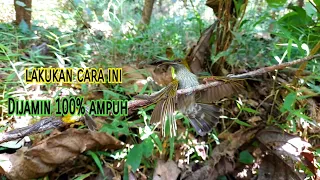 trik ampuh pikat burung pijantung gunung susuah turun sering dipikat lakukan cara ini