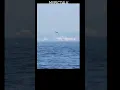 Download Lagu Orca TAIL SLAP #mypictalk #sea #viral #tiktok #fypシ #typ #short