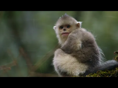 19. MAFF | Rare Survivors - China’s iconic Wildlife - trailer