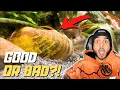 Download Lagu Should You Keep Freshwater Clams in Your Aquarium ?