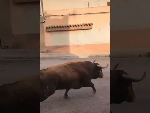 🚨🔥 ¡QUÉ SUSTO! Enfilada, quiebro y rodada al límite 🐂