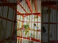 Download Lagu Suara burung kutilang gacor asli tanpa isian,aktif bunyi ngoceh ribut