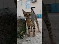 Download Lagu Bilai video 😺 #funny #cat #varshakvd #kitten #short #shortsfeed