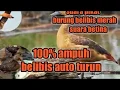 Download Lagu Suara pikat burung belibis merah terbaru/suara betina 100%ampuh belibis auto turun