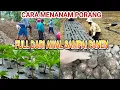 Download Lagu CARA MENANAM PORANG FULL DARI AWAL SAMPAI PANEN @ahmadhusain2296