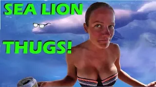 Sea Lion Thugs in La Paz! – S2:E15