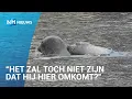 Download Lagu Grote zorgen om bekende zeehondenpup verstrikt in plastic tas