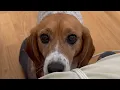 Download Lagu I adopted a lab test dog. Here's what happened.