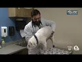 Veterinarians in Northeast Ohio seeing more dogs with respiratory illnesses