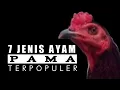 Download Lagu 7 Jenis Ayam PAMA Terpopuler Dikalangan Penghobi Dan Peternak Ayam