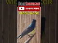 Download Lagu WICEH GACOR BESET NARUNG #kicaumania #suarakolibri #kicaumanianusantara