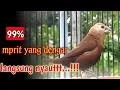 Download Lagu pancingan suara emprit kaji gacor buat burung pipit mprit peking bondol haji dan emprit jawa