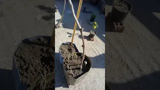 شجرة عنب في جركن علي السطح 