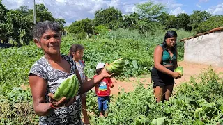 FARTURA E COLHEITA DE BANANA NO ROÇADO DE DONA KINÔR E JULINHA, PROGRAMA MATUTO SERTÃO MAMOEIRO.