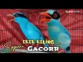 Download Lagu EKEK KELING SUPER GACOR || TEMBAKAN DAHSYAT