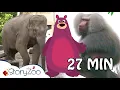 Download Lagu StoryZoo op avontuur in de Dierentuin 🦁 | Compilatie 🙉 | Educatieve video's voor kinderen
