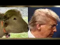 Viral Albino Buffalo With Trump-like Hair Spared From Ritual Sacrifice