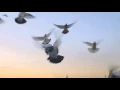Duke Riley s Fly By Night