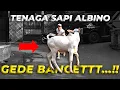 Download Lagu AWALNYA MAU MAININ SAPI BULE... TAPI MALAH SAPI BULE YANG MAININ GW..!