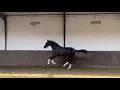 Download Lagu For Sale: 2 yo dressage horse