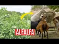 How To Grow Alfalfa Grass To Boost Your Animals Nutrition