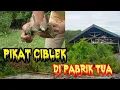 Lagu Pikat Burung Ciblek Di Pabrik Tua Dapat Banyak.