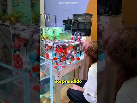 El Algodón Limpió Toda Su Pecera 😲