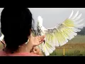 Download Lagu Rescue cockatoo flies for first time in 16 years