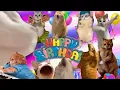 Happy Birt ay from the Meme Cats