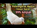 Suara Perkutut Putih Gacor PINTAR MEMANCING Bunyi Lawan, Menaikan Birahi Bikin Gacor Semua Perkutut