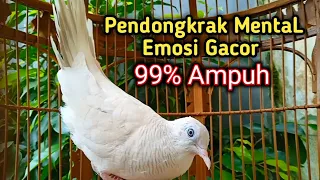 suara perkutut putih gacor pintar memancing bunyi lawan menaikan birahi bikin gacor semua perkutut
