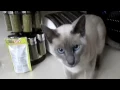 Gandalf The Blue Point Siamese Cat