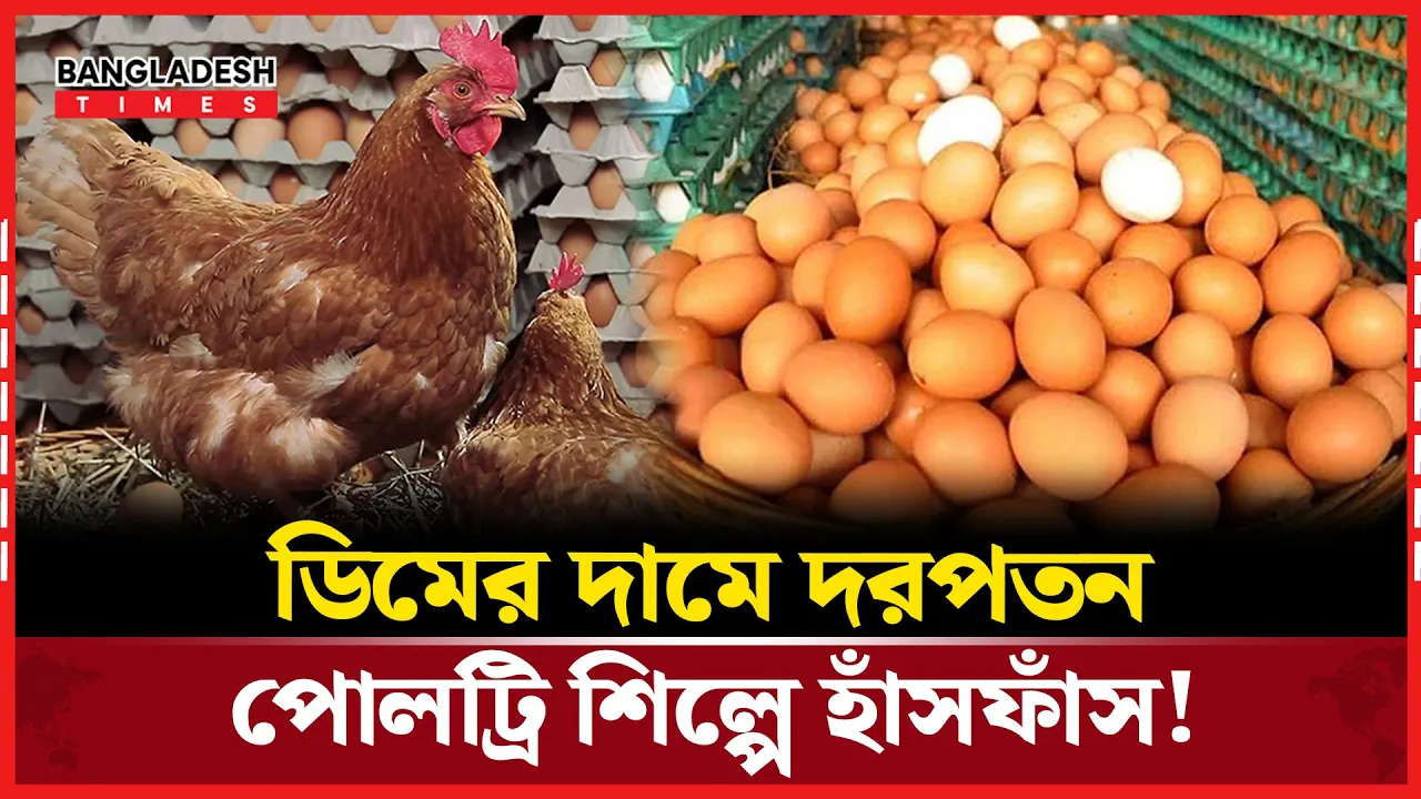 ডিমের দামে ভোক্তার স্বস্তি, খামারির মাথায় হাত!