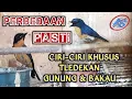 PERBEDAAN TLEDEKAN GUNUNG DAN BAKAU || Cara Khusus Membedakan Tledekan Gunung Lokal Dan Bakau