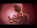 Your baby at 15 weeks Week-by-week pregnancy MadeForMums
