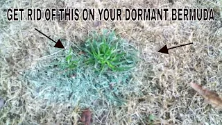 Download How to kill poa annua in dormant bermuda along with other winter lawn weeds MP3