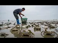 Download Lagu 爆桶！退潮后沙滩惊现“虾山虾海”，小哥一捞一麻袋，这哪是赶海分明是进货！【渔岛阿聪】