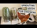 How to Grow Greens for Chickens - Sprouts for Chickens