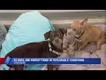 Dogs rescued from deplorable conditions in Lynchburg are up for adoption