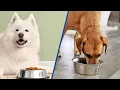 Grain-Free vs Grain Which Dog Food Is Better