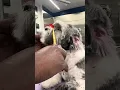 First Time Mobile Grooming in NYC Fur Heroes NYC - Arlo s Full Transformation